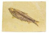 Detailed Fossil Fish (Knightia) - Wyoming #373694-1